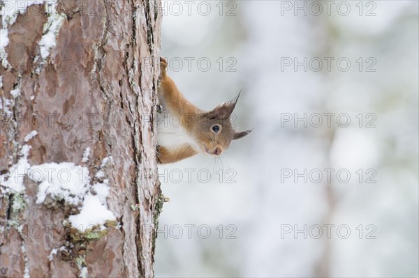 Eurasian red squirrel