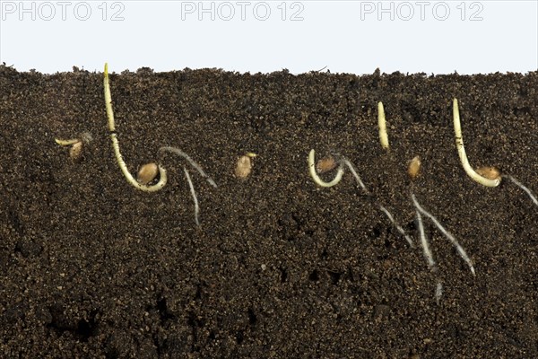 Wheat seeds germinating in a glass-sided container and showing root and air development