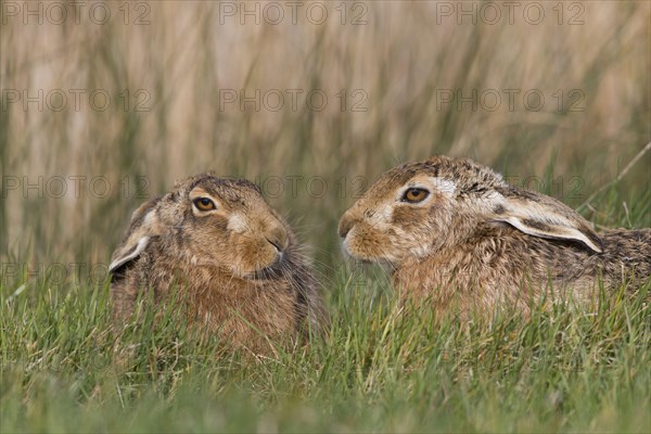 European hare