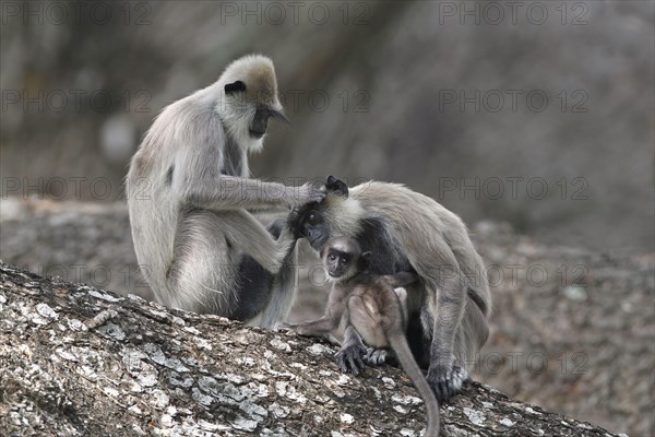 Tufted Grey Langur