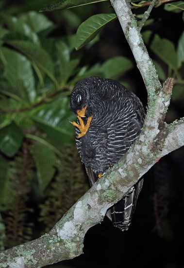 Black banded owl