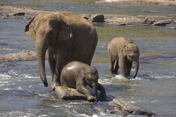 Asian elephant