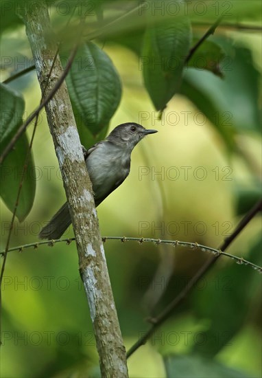 Sooty-capped Scimitar Babbler