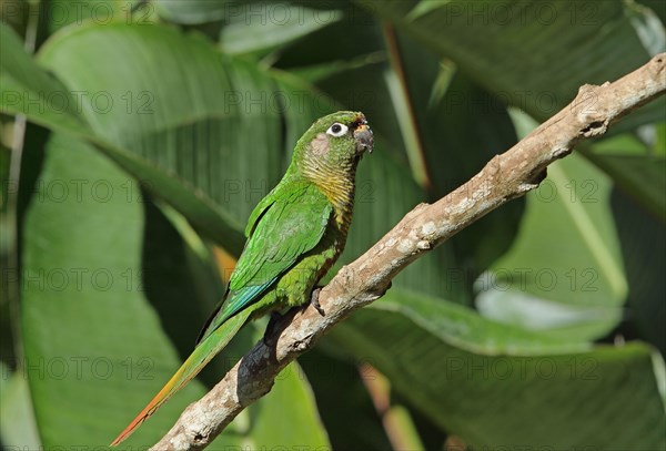 Adult Maroon-bellied Parakeet