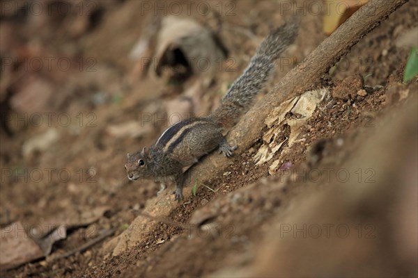 Indian Palm Squirrel