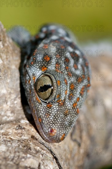 Tokay Gecko