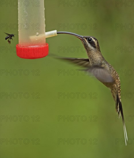 Long-billed Hermit