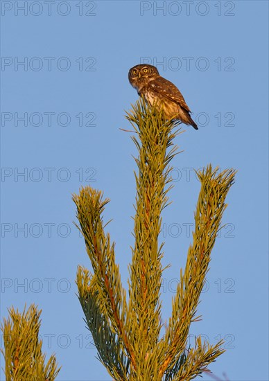 Pygmy owl