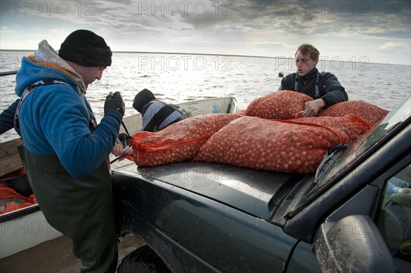 Licensed cockle pickers unloading from boat after picking from cockle beds