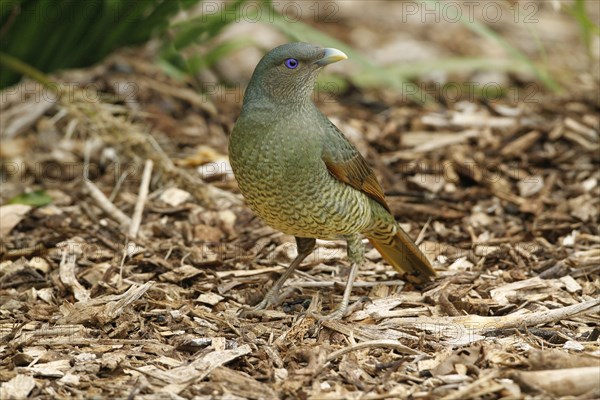 Silk Bowerbird