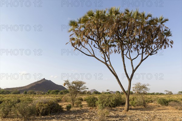 Growth form of the Doum palm