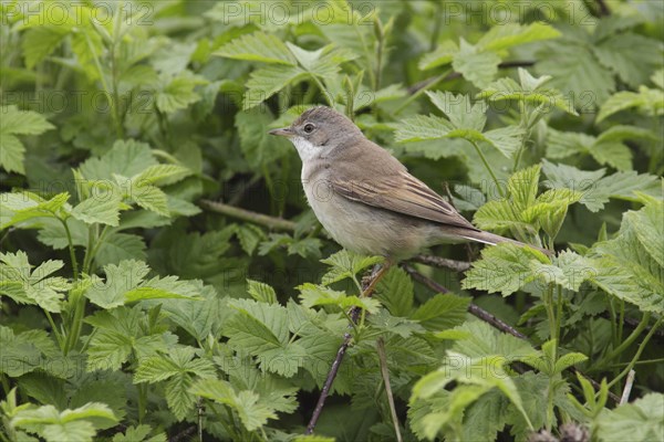 Common Whitethroat