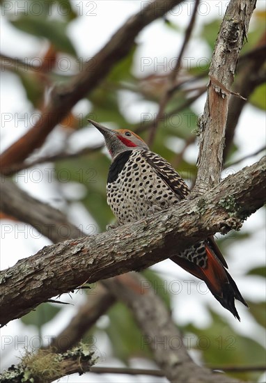 Guatemalan flicker