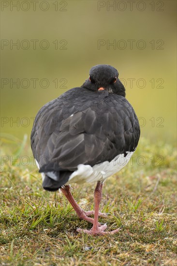 Eurasian Oystercatcher