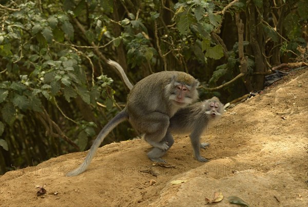 Crab-eating macaques