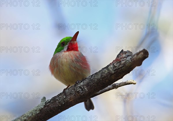 Adult broad-billed todi