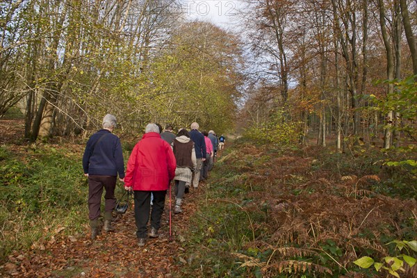 Group of walkers in woodland