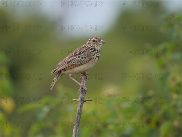 Jerdon's Bushlark