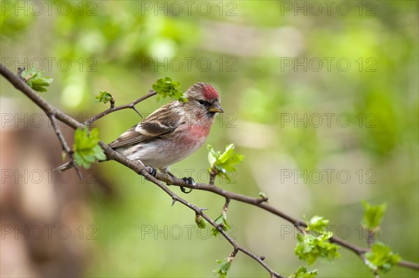 Lesser lesser redpoll