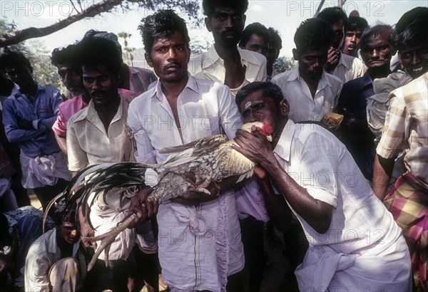 Cock Fighting near Madurai