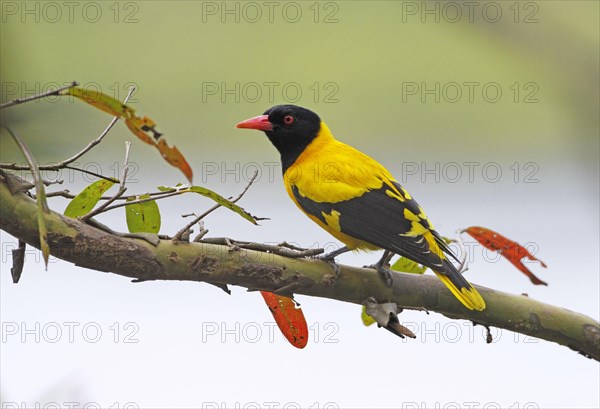 Black-hooded Oriole