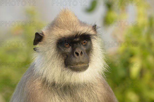 Adult grey tufted gray langur