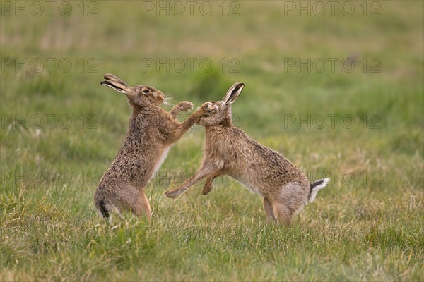 European Hare