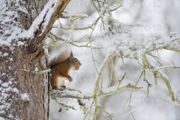 Eurasian red squirrel