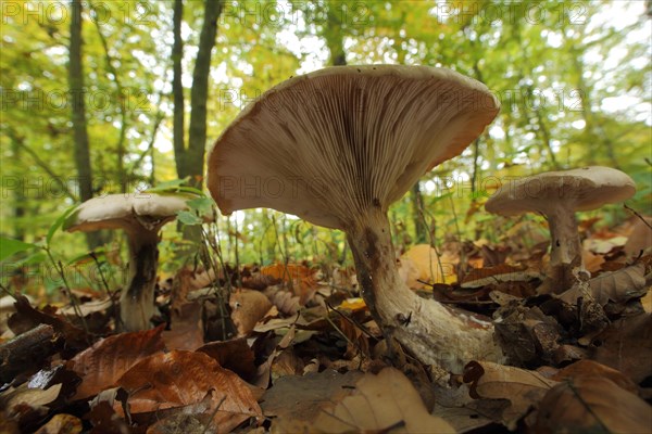 Three fog-grey clouded funnel fungus