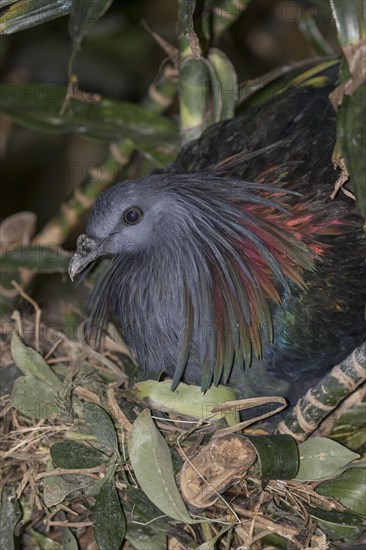 Nicobar Pigeon