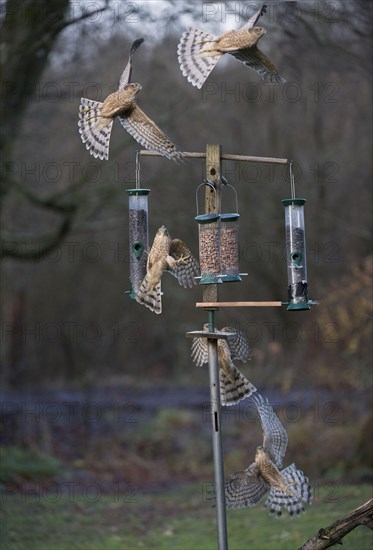 Eurasian eurasian sparrowhawk