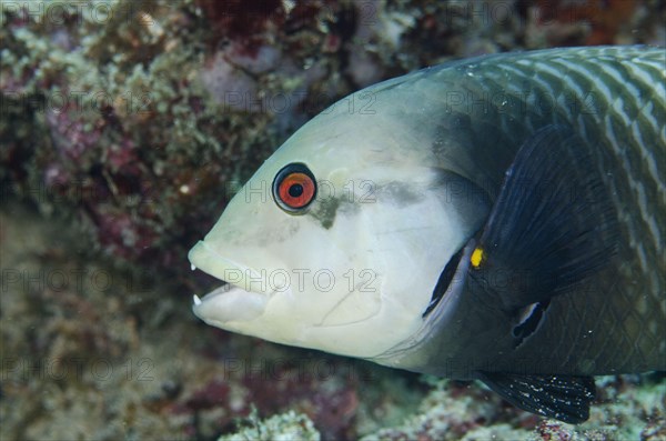 Tree Wrasse