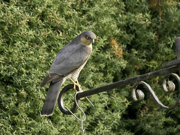 Adult female Eurasian eurasian sparrowhawk