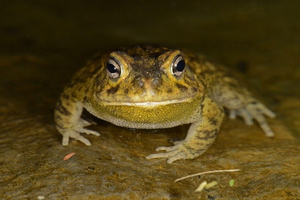 Eastern Olive Toad