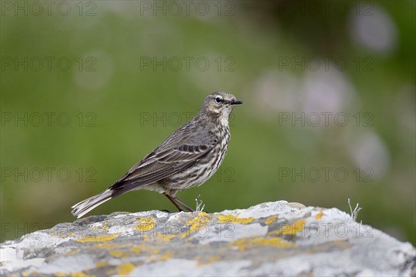 Rock Pipit