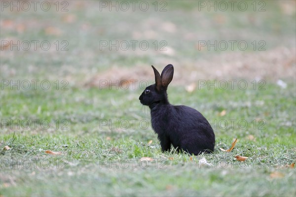 European rabbit