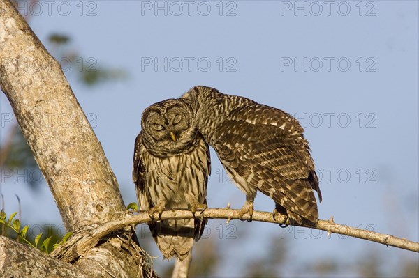 Barred Owl