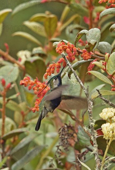 Green-crowned plovercrest