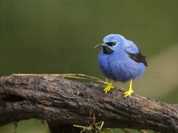 Azure Honeycreeper