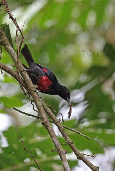 Black-and-crimson Oriole