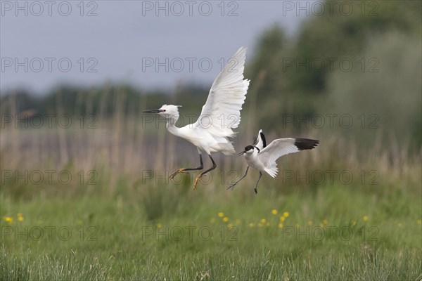 Eurasian Avocet