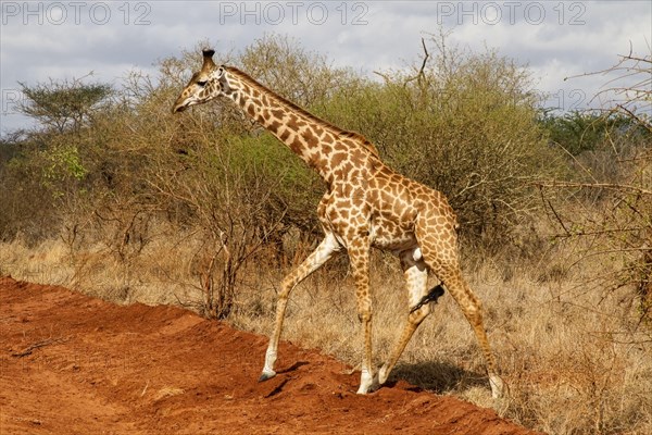 Masai giraffe