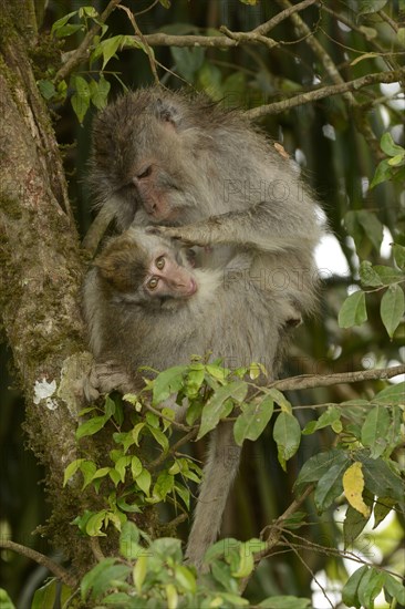 Crab-eating macaques