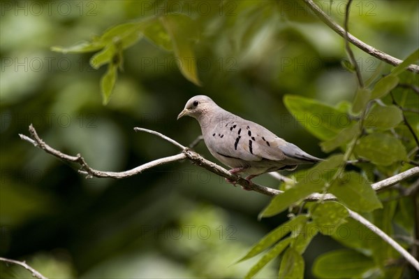 Buckley's Dove