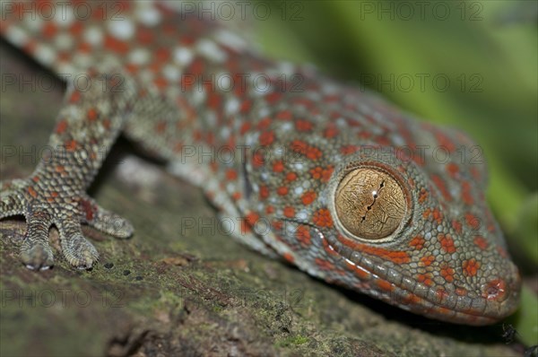 Tokay Gecko