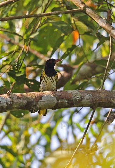 Dark-throated Oriole