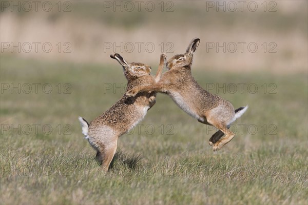 European Hare