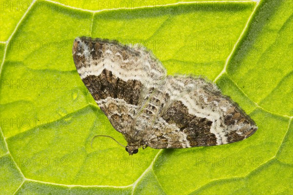 Common Carpet