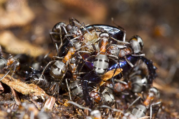 Hairy Wood Ant