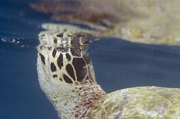 Loggerhead Turtle